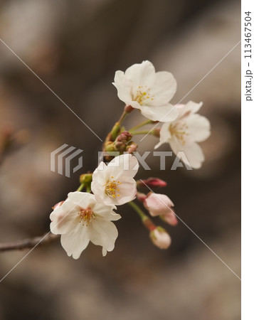 満開のソメイヨシノ 113467504