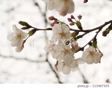満開のソメイヨシノ 113467505
