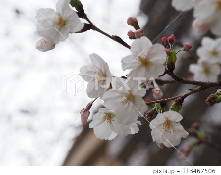 満開のソメイヨシノ 113467506