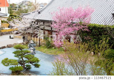 桜満開の神戸・須磨寺の庭園、源平の庭 桜満開の神戸・須磨寺の庭園、源平の庭 113467515