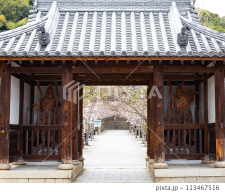 桜満開の神戸・須磨寺の山門 113467516