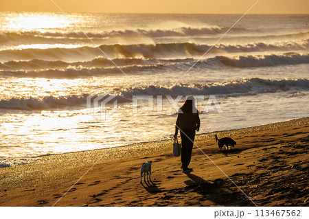 夕日が沈む湘南の海を犬と散歩する人 113467562