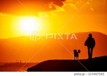夕日が沈む湘南の海を犬と散歩する人 夕日が沈む湘南の海を犬と散歩する人 113467565