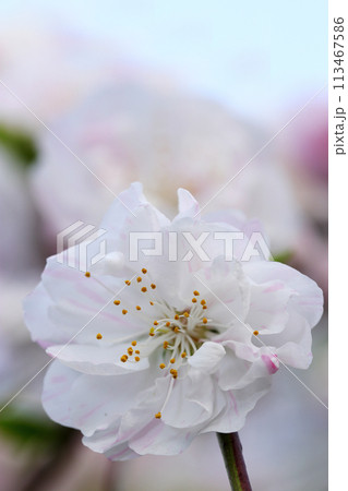 青空背景に淡紅色と白のかわいらしいシダレモモの花（自然逆光＋ストロボ、マクロ接写撮影） 113467586