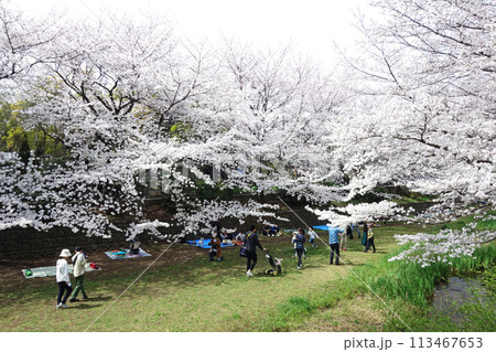 東京都小金井市の野川の桜（坂下橋付近） 113467653