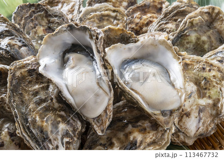 新鮮で美味しい生牡蠣 113467732