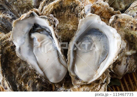 新鮮で美味しい生牡蠣 113467735