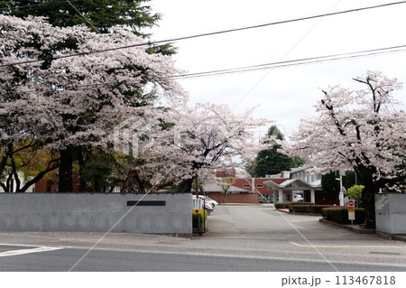 校庭のサクラ 校庭のサクラ 113467818