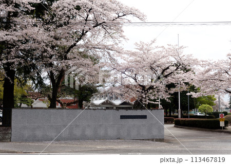 校庭のサクラ 校庭のサクラ 113467819