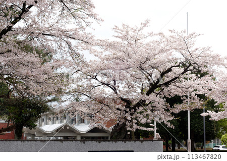 校庭のサクラ 113467820