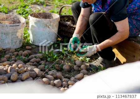 Worker are engaged in sorting freshly harvested potatoes outdoors. The farmer carefully collects the potatoes from the farmland, the essence of agriculture, harvest, and cultivation Worker are engaged in sorting freshly harvested potatoes outdoors. The farmer carefully collects the potatoes from the farmland, the essence of agriculture, harvest, and cultivation 113467837