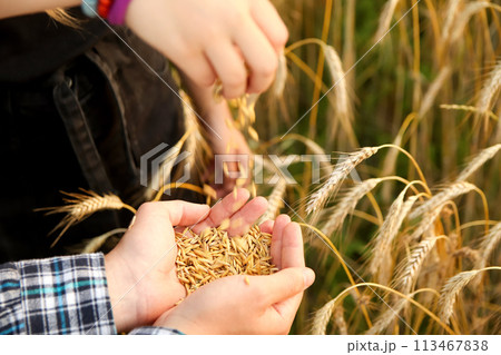 hands of a male and female farmer pouring grains of wheat into a container, symbolizing teamwork and collaboration in agricultural activities. Out of focus hands of a male and female farmer pouring grains of wheat into a container, symbolizing teamwork and collaboration in agricultural activities. Out of focus 113467838
