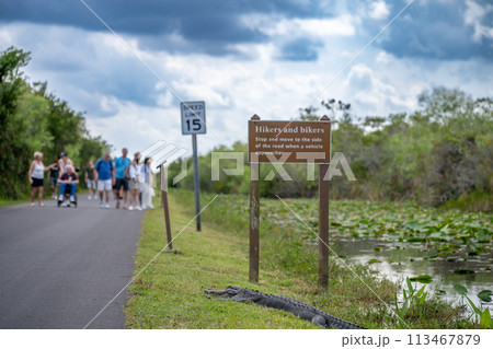 American alligator sitting along a footpath from Otter Cave Hammock Trail at the Everglades National Park 113467879