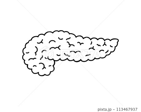 すい臓・線画 113467937