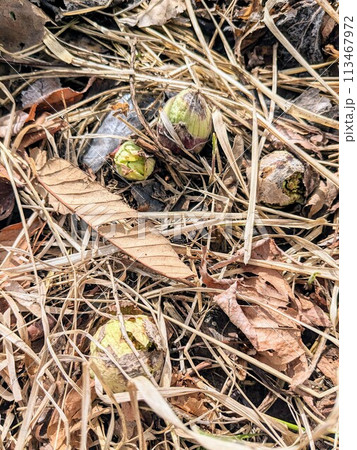 フキノトウのつぼみ(複数) フキノトウのつぼみ(複数) 113467972