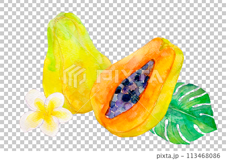パパイヤのイラスト　水彩イラスト 113468086