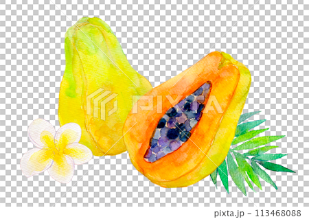 パパイヤのイラスト　水彩イラスト 113468088