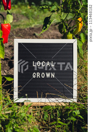 Letter board with text LOCAL GROWN on background of garden bed with bell peppers. Organic farming, produce local vegetables concept. Supporting local farmers 113468182