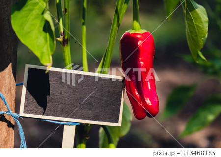 Blank Black billboard against green field garden fresh bell pepper. Empty mockup template Blackboard label at farm land. Copy space banner for your text. Agricultural landscape 113468185