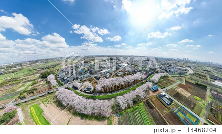 「埼玉県」360度カメラで撮影した春の見沼田んぼ　桜回廊 113468204