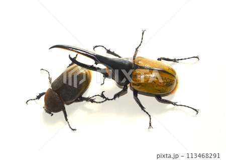 ヘラクレスオオカブトのヘラクレスヘラクレスのオスとメス 白背景 ヘラクレスオオカブトのヘラクレスヘラクレスのオスとメス 白背景 113468291