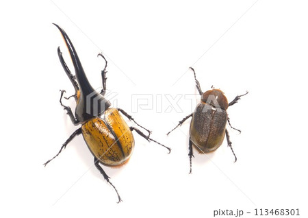 ヘラクレスオオカブトのヘラクレスヘラクレスのオスとメス　白背景 113468301