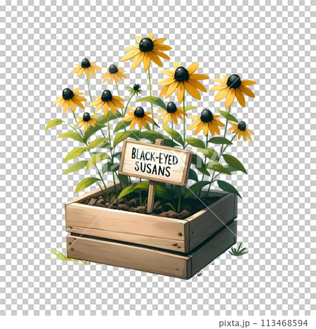 Black-eyed Susan in the box 113468594
