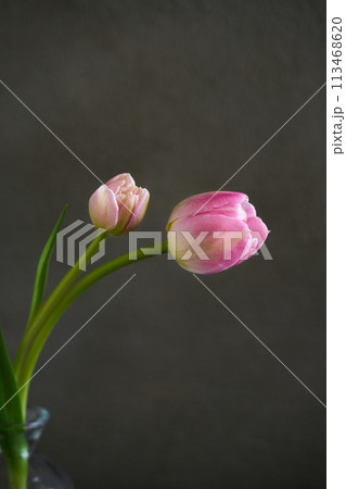 花瓶に生けたチューリップ 113468620