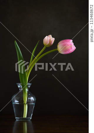 花瓶に生けたチューリップ 113468672