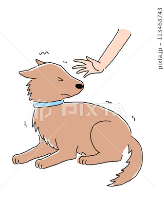 触られるのを嫌がっている犬 触られるのを嫌がっている犬 113468743
