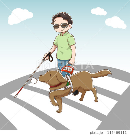かわいいタッチの横断歩道を渡る盲導犬 かわいいタッチの横断歩道を渡る盲導犬 113469111