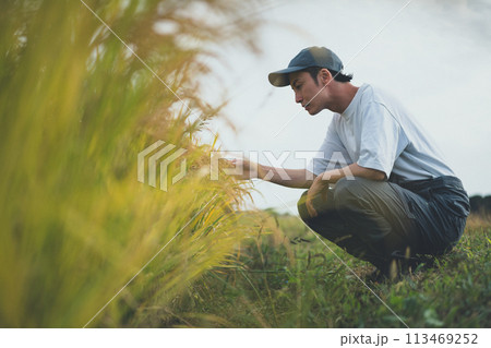 rice farming rice farming 113469252