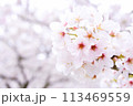 ピンク色の雰囲気の中で寄り気味の桜 113469559
