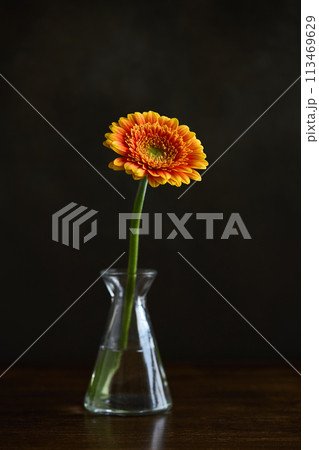花瓶に生けたガーベラ 花瓶に生けたガーベラ 113469629
