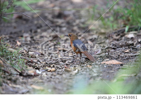 セレベスヤマツグミ 113469861