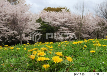 黄色のタンポポが公園に咲き乱れる 黄色のタンポポが公園に咲き乱れる 113470103
