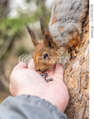 A squirrel in the spring or autumn eats nuts from a human hand. Eurasian red squirrel, Sciurus vulgaris 113470256