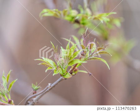 Small buds of sambucus racemosa in early spring time. 113470263