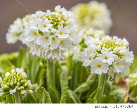 White flower Primula denticulata (drumstick primrose) in spring garden 113470264
