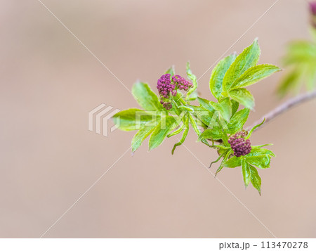 Small buds of sambucus racemosa in early spring time. 113470278