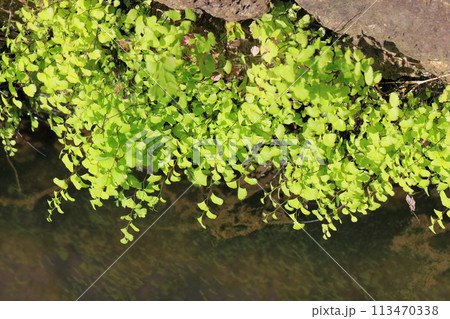水辺の蓬莱羊歯（ホウライシダ） 113470338