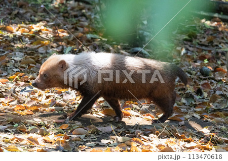 ヤブイヌ ヤブイヌ 113470618