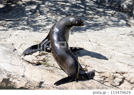 ミナミアフリカオットセイ 113470629