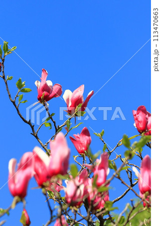 満開の紫木蓮(シモクレン)の花 満開の紫木蓮(シモクレン)の花 113470663