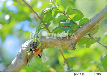 セミを捕食するカマキリ（サルスベリ） 113470859