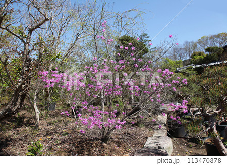 佐野藤右衛門邸の桜 113470878