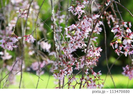佐野藤右衛門邸の桜 113470880