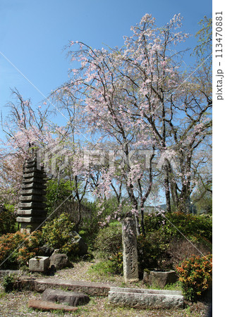 佐野藤右衛門邸の桜 113470881