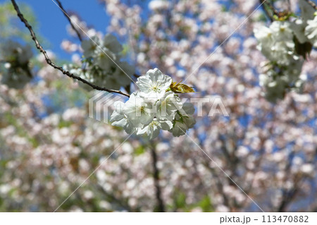 佐野藤右衛門邸の桜 113470882