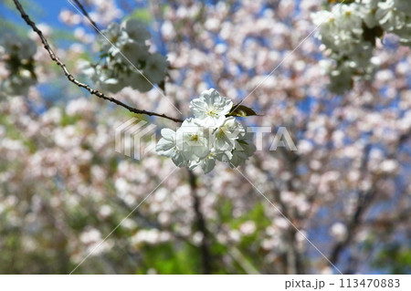 佐野藤右衛門邸の桜 113470883